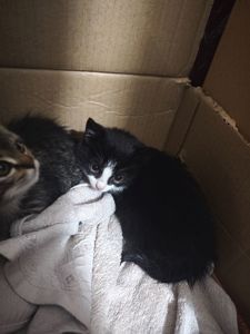 Котята в хорошие руки