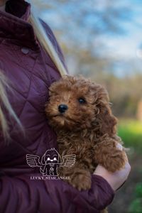 Китайські лінії хлопчик ❤️