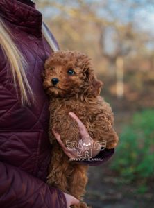 Китайські лінії хлопчик ❤️