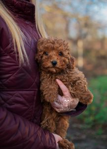 Китайські лінії хлопчик ❤️