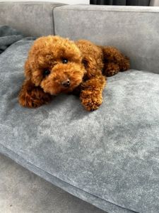 Дівчинка Ада той пудель