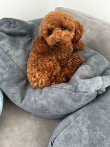 Дівчинка Ада той пудель