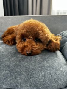 Дівчинка Ада той пудель