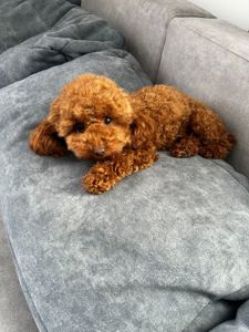 Дівчинка Ада той пудель