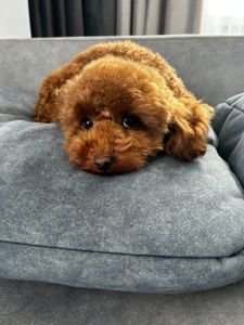 Дівчинка Ада той пудель