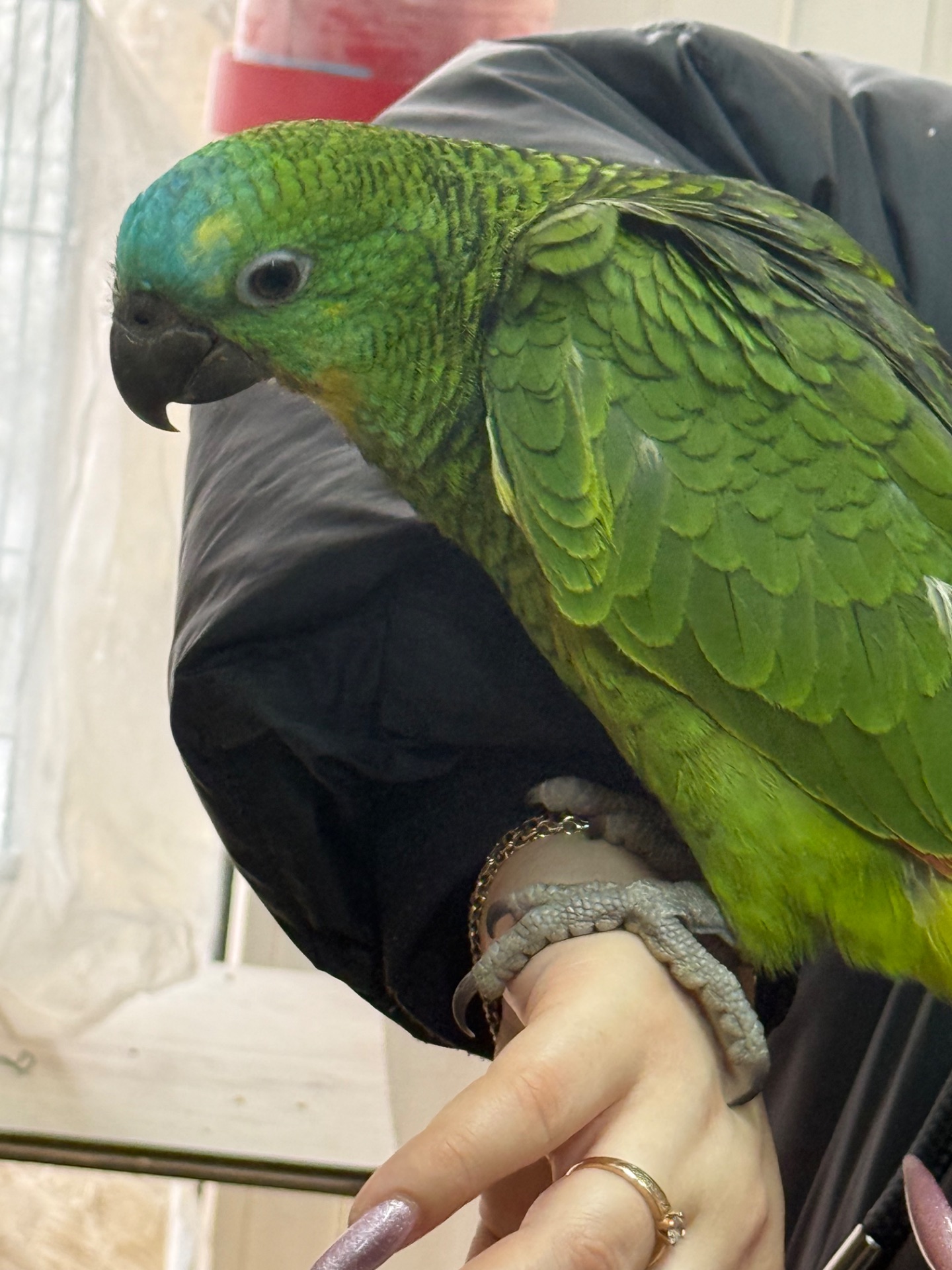 Папугай Амазон, попугай птенец