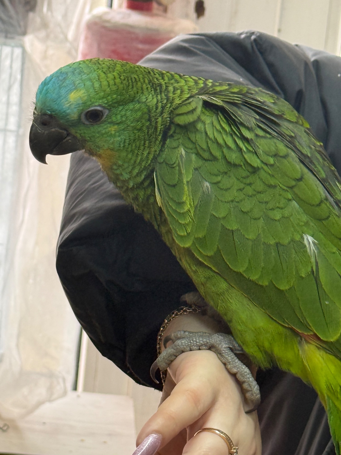 Папугай Амазон, попугай птенец