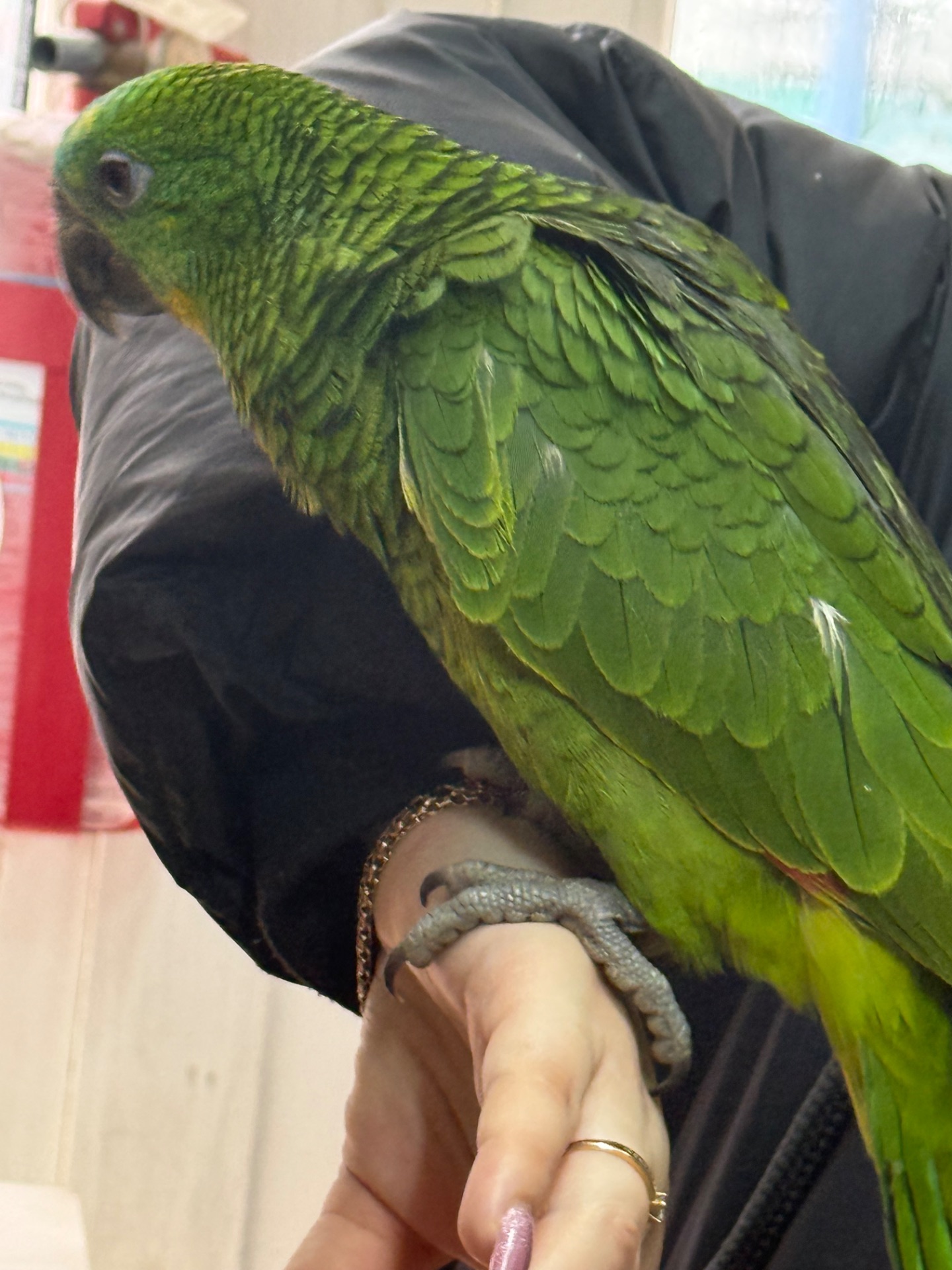 Папугай Амазон, попугай птенец