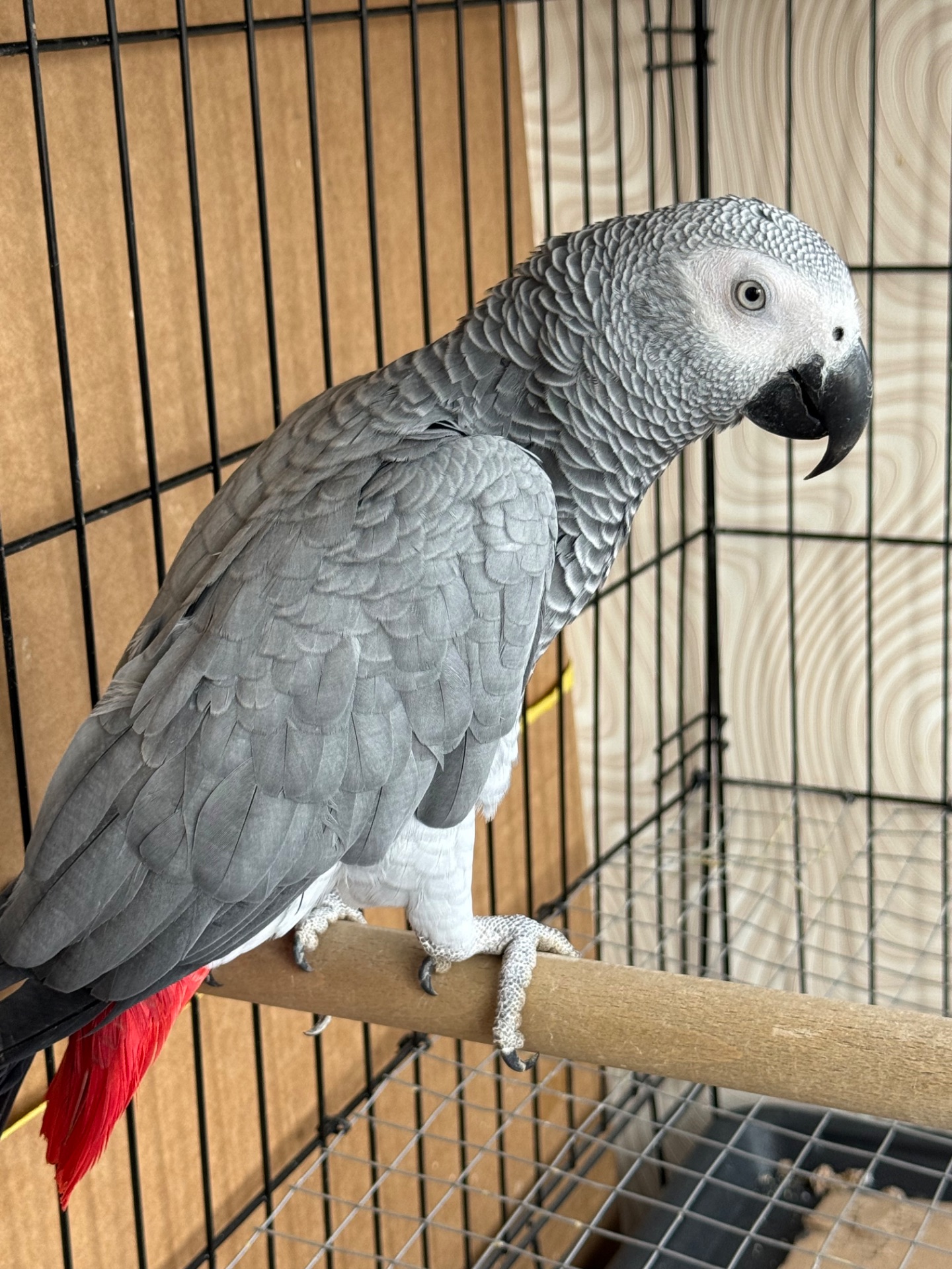 Говорящий попугай жако птенец 11 месяцев