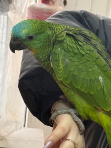 Папугай Амазон, попугай птенец