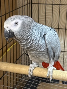 Говорящий попугай жако птенец 11 месяцев