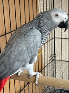 Говорящий попугай жако птенец 11 месяцев