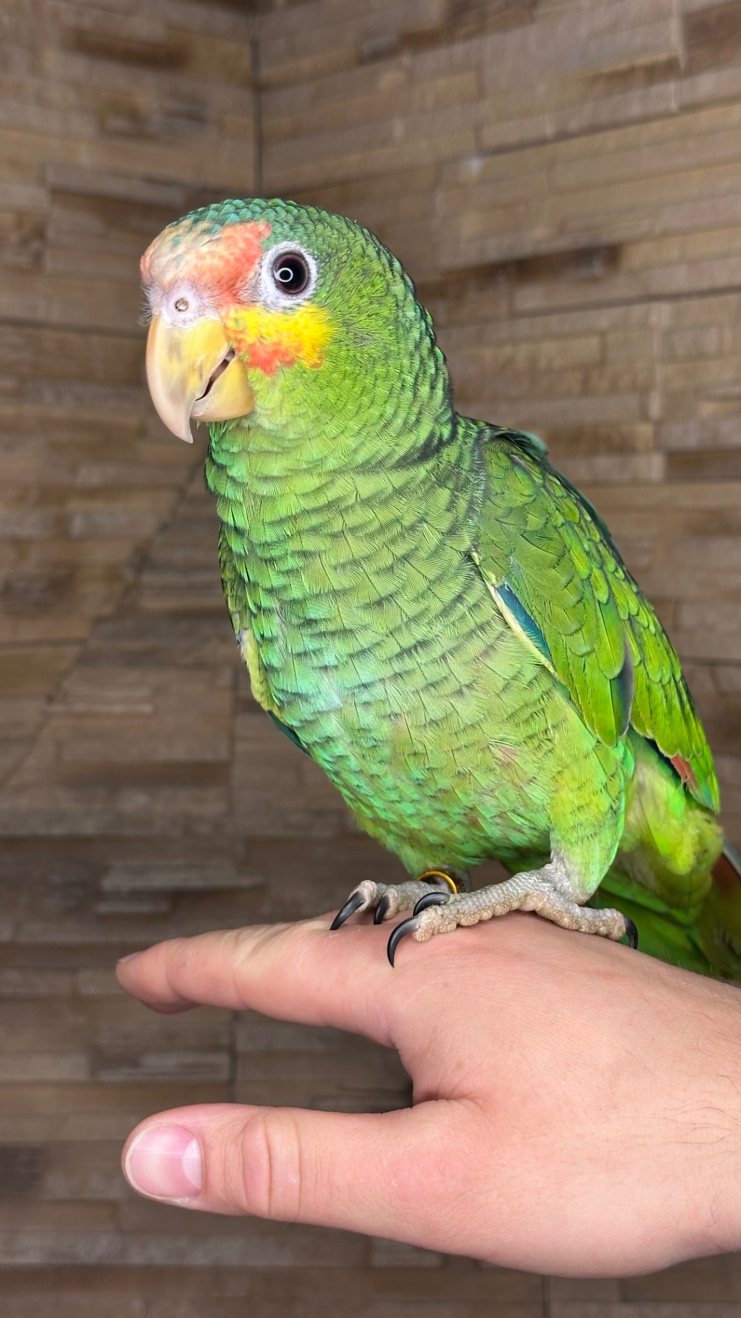 Папуга який гарно говорить, ручний Амазон