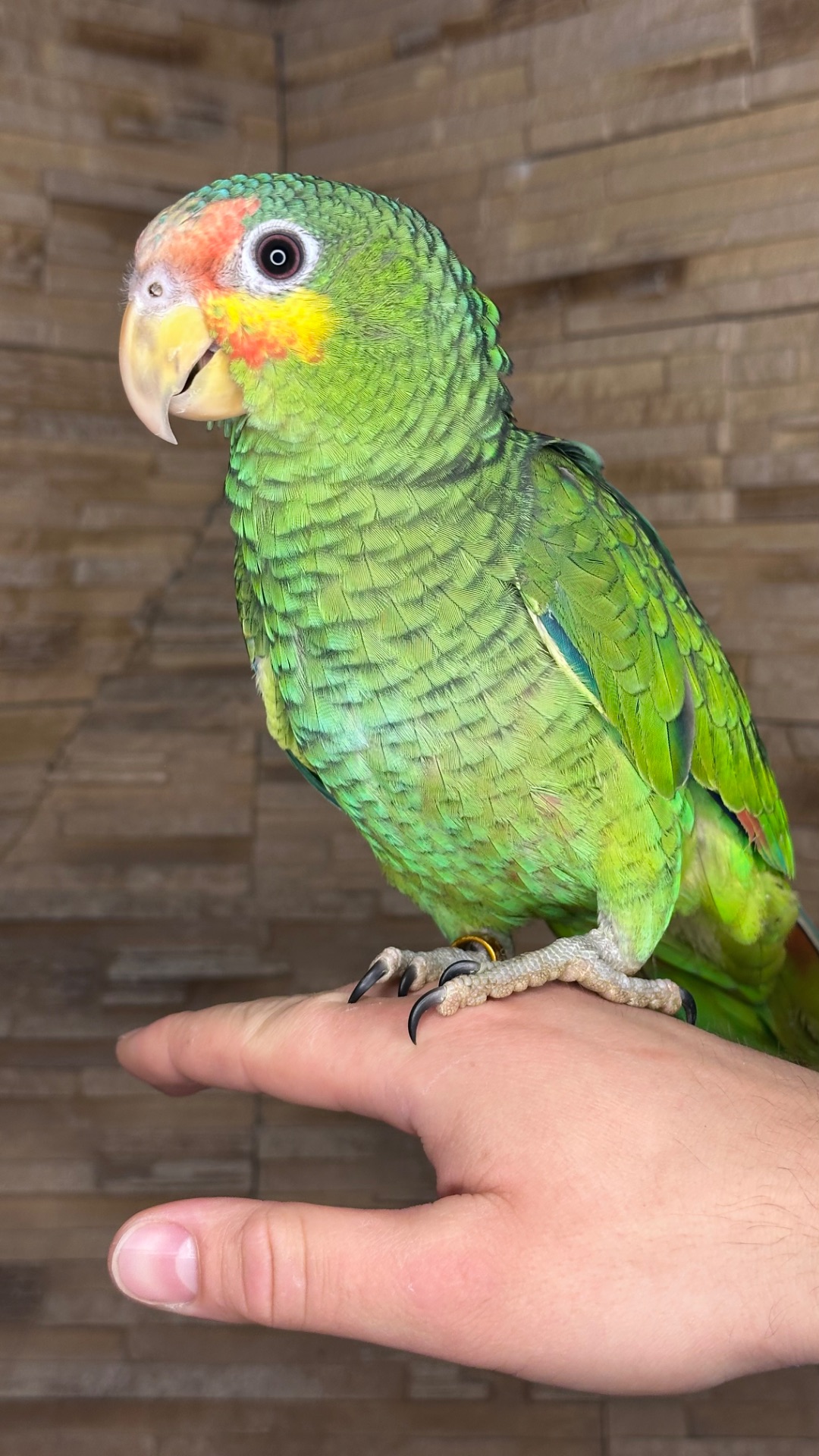 Папуга який гарно говорить, ручний Амазон