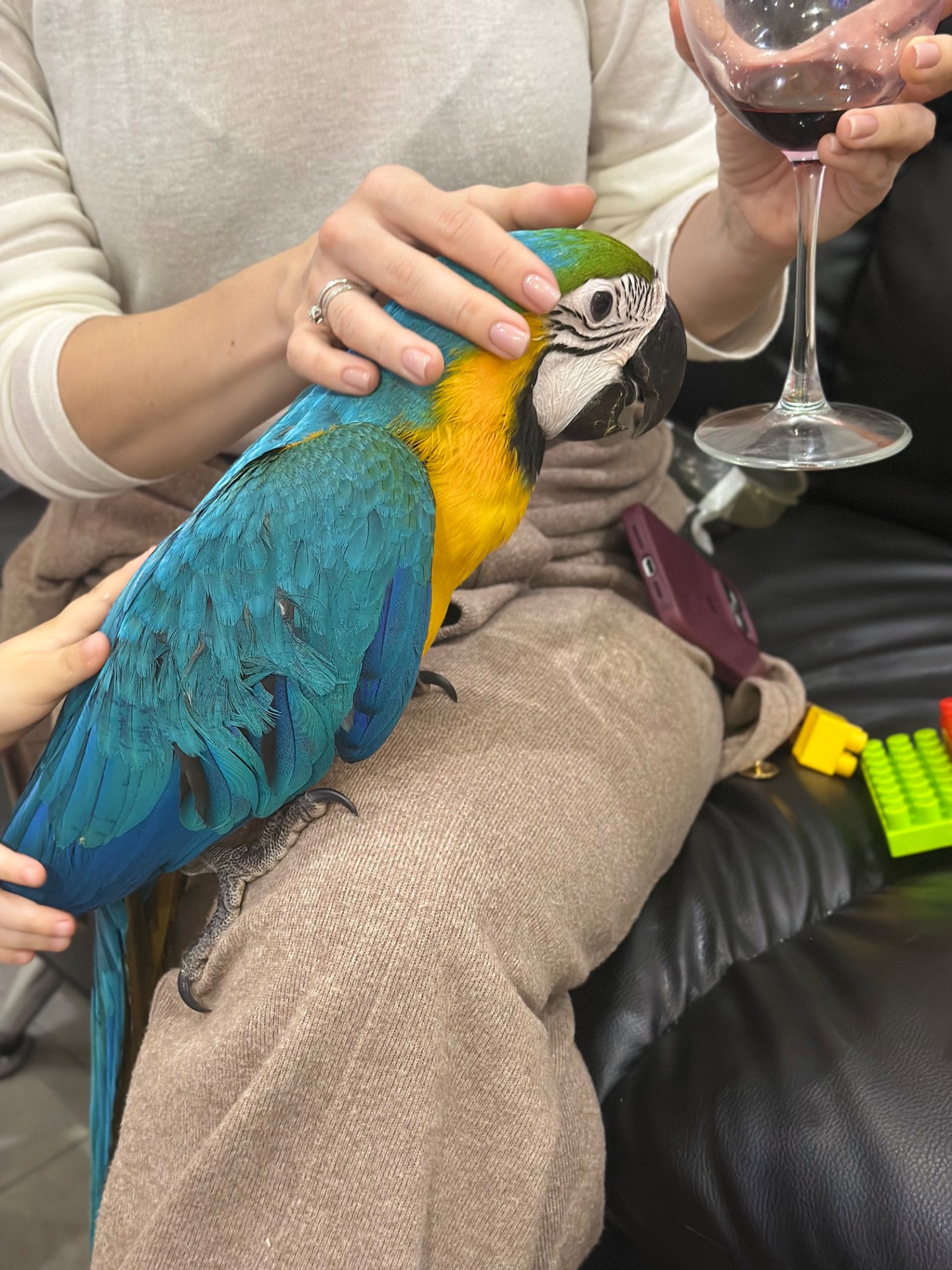 Ара -самый ручной попугайчик Ара, малыш