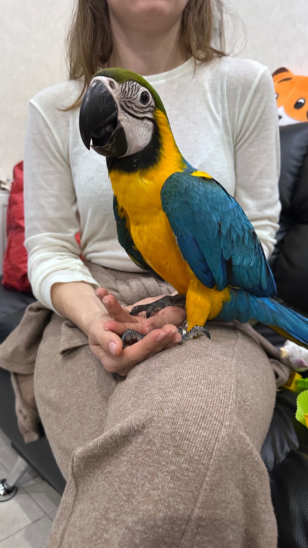 Ара -самый ручной попугайчик Ара, малыш