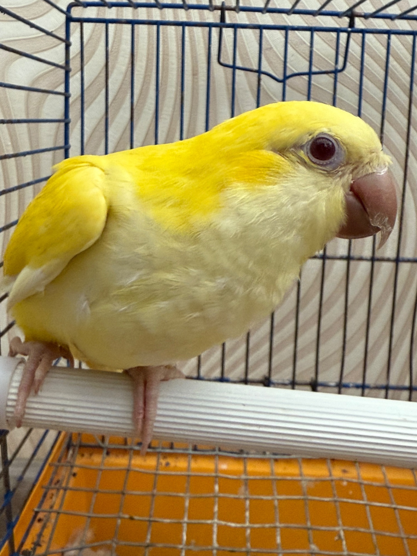 Говорящий Калита монах квакер, ручной