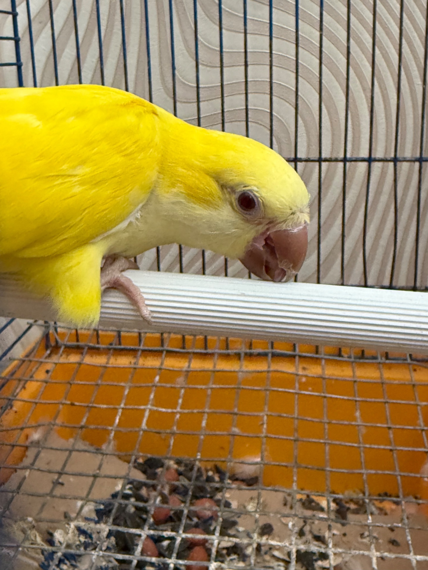 Говорящий Калита монах квакер, ручной