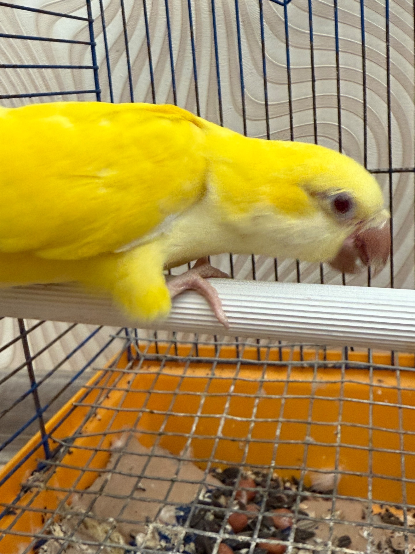 Говорящий Калита монах квакер, ручной