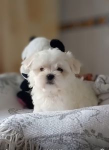 Дівчинка мальтезе