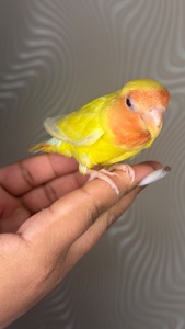 Ручні папуги нерозлучник молоді та пари