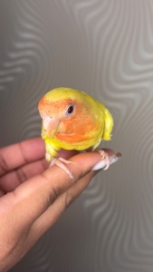 Ручні папуги нерозлучник молоді та пари