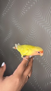 Ручні папуги нерозлучник молоді та пари