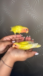 Реально ручные птенцы неразлучники розовощекие