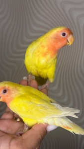 Реально ручные птенцы неразлучники розовощекие