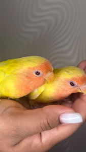 Реально ручные птенцы неразлучники розовощекие