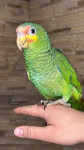 Папуга який гарно говорить, ручний Амазон