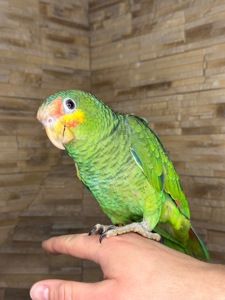 Папуга який гарно говорить, ручний Амазон