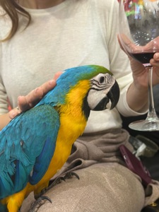 Ара -самый ручной попугайчик Ара, малыш