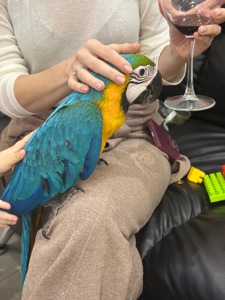 Ара -самый ручной попугайчик Ара, малыш