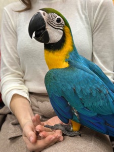 Ара -самый ручной попугайчик Ара, малыш