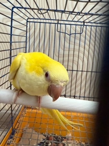 Говорящий Калита монах квакер, ручной