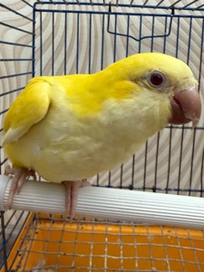 Говорящий Калита монах квакер, ручной