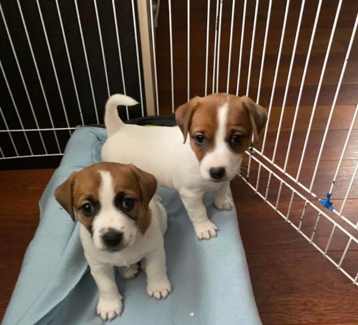 Щенки Джек Рассел терьер