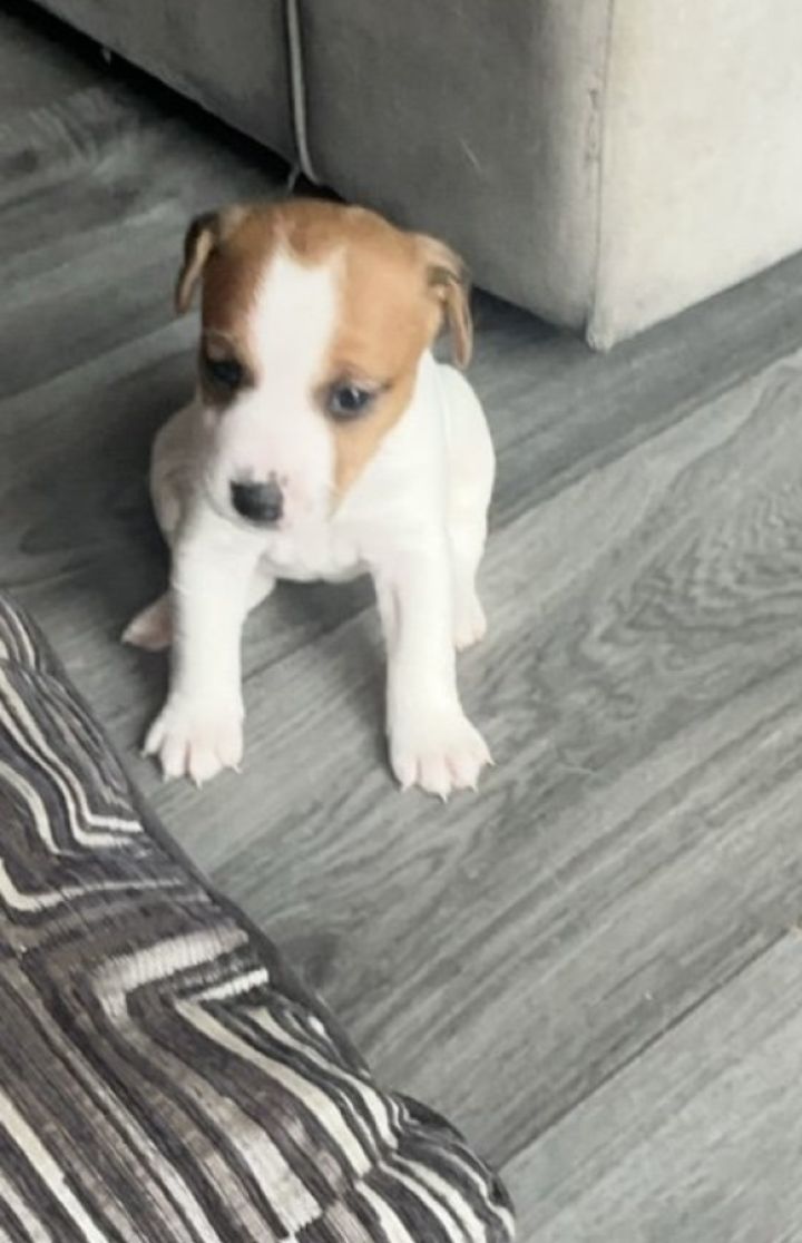 Щенки Джек Рассел терьер