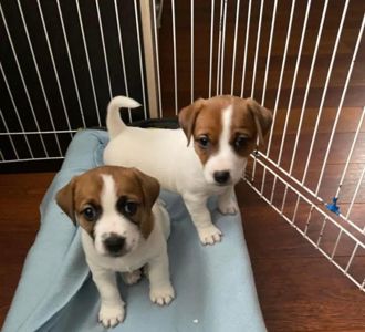 Щенки Джек Рассел терьер
