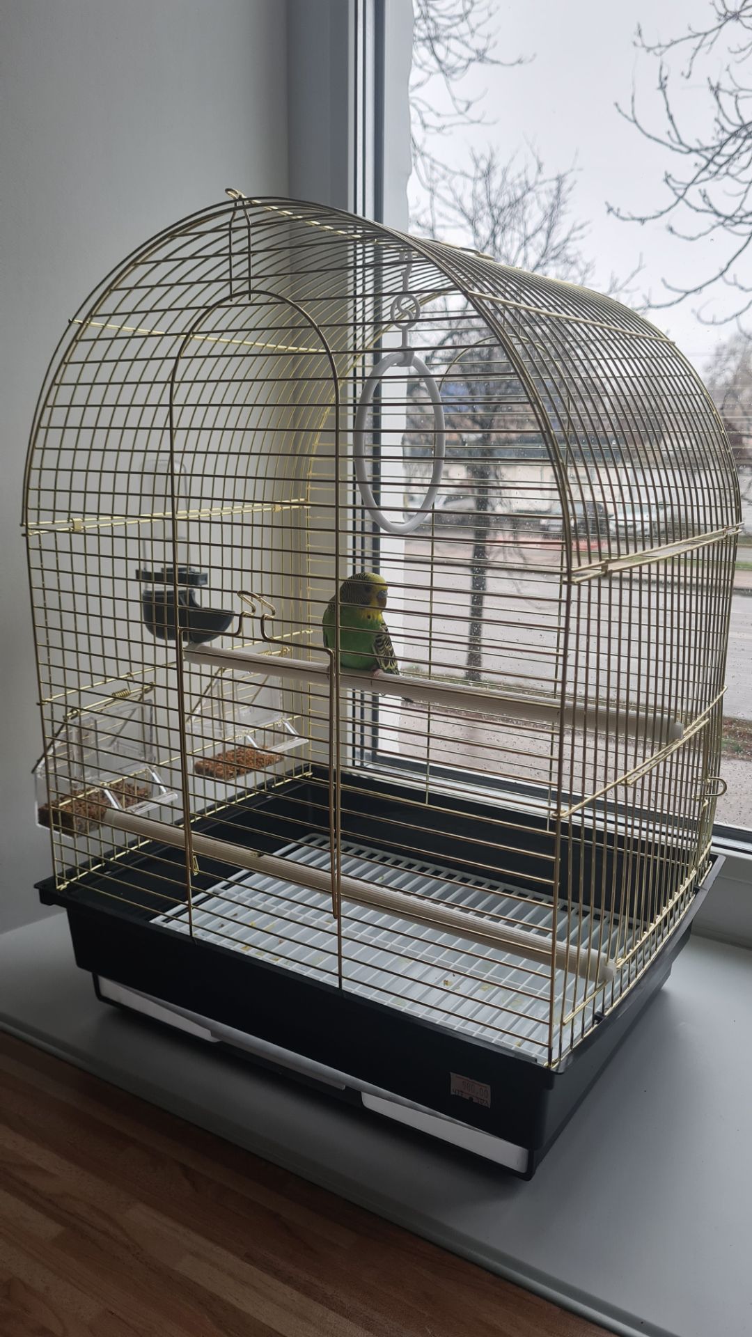 Хвилястий папуга з кліткою і всім необхідним