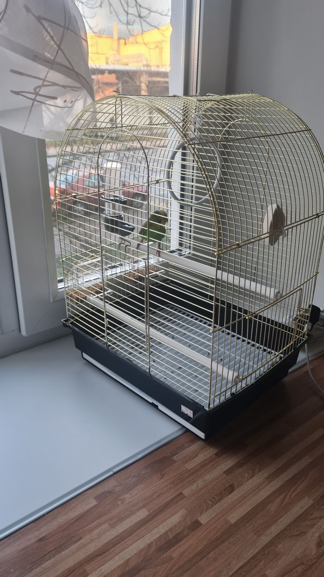 Хвилястий папуга з кліткою і всім необхідним