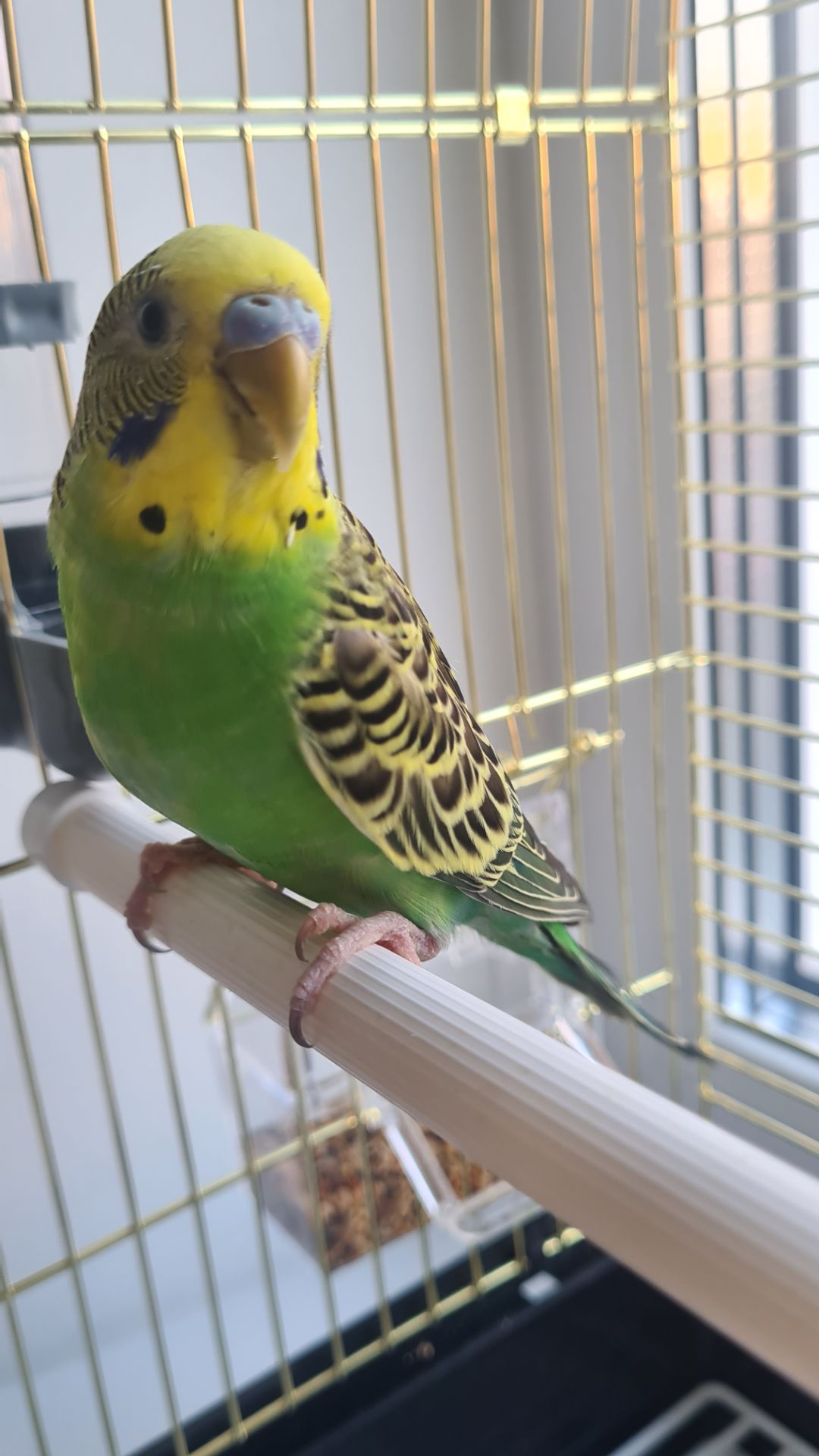 Хвилястий папуга з кліткою і всім необхідним