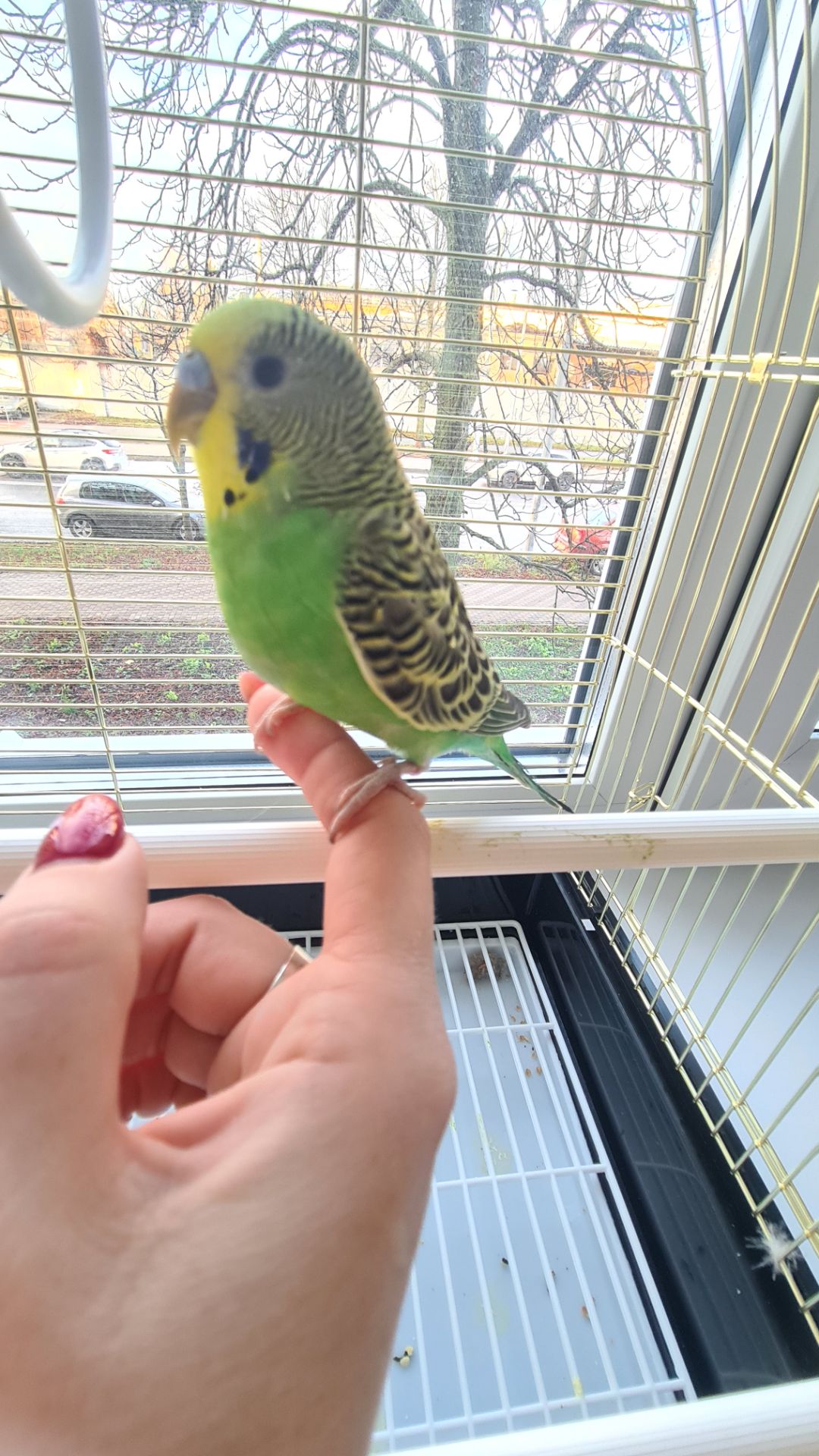 Хвилястий папуга з кліткою і всім необхідним