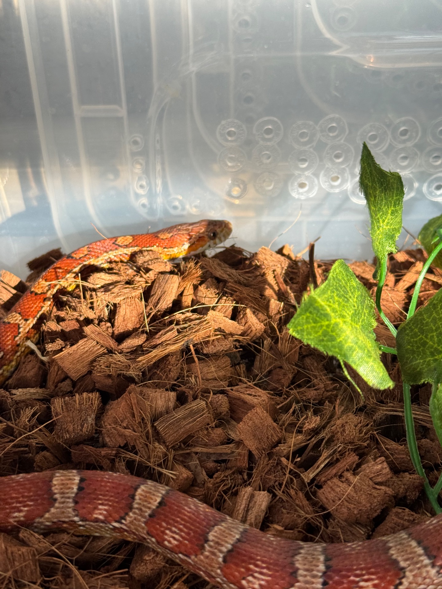 Маисовый полоз