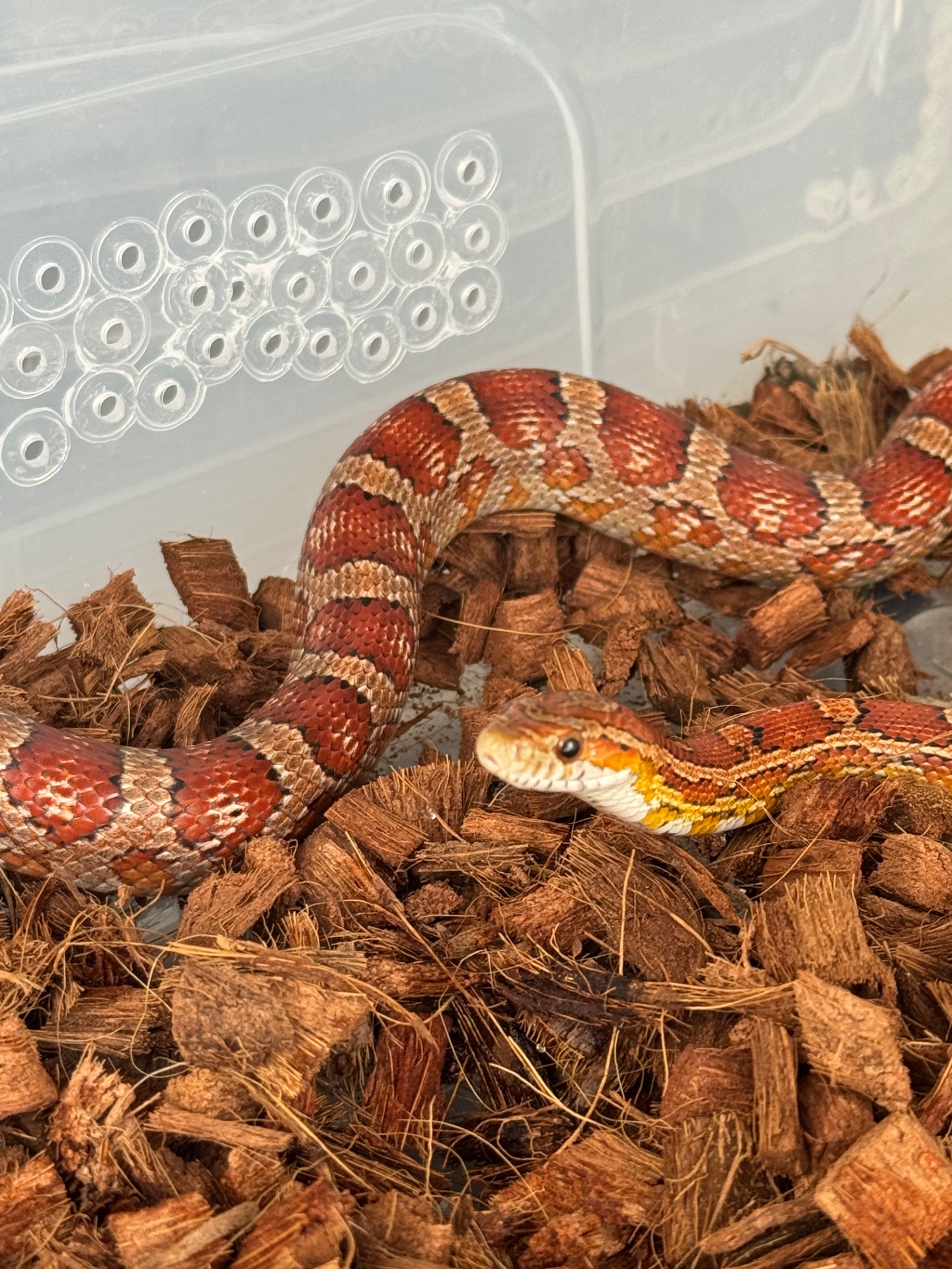 Маисовый полоз