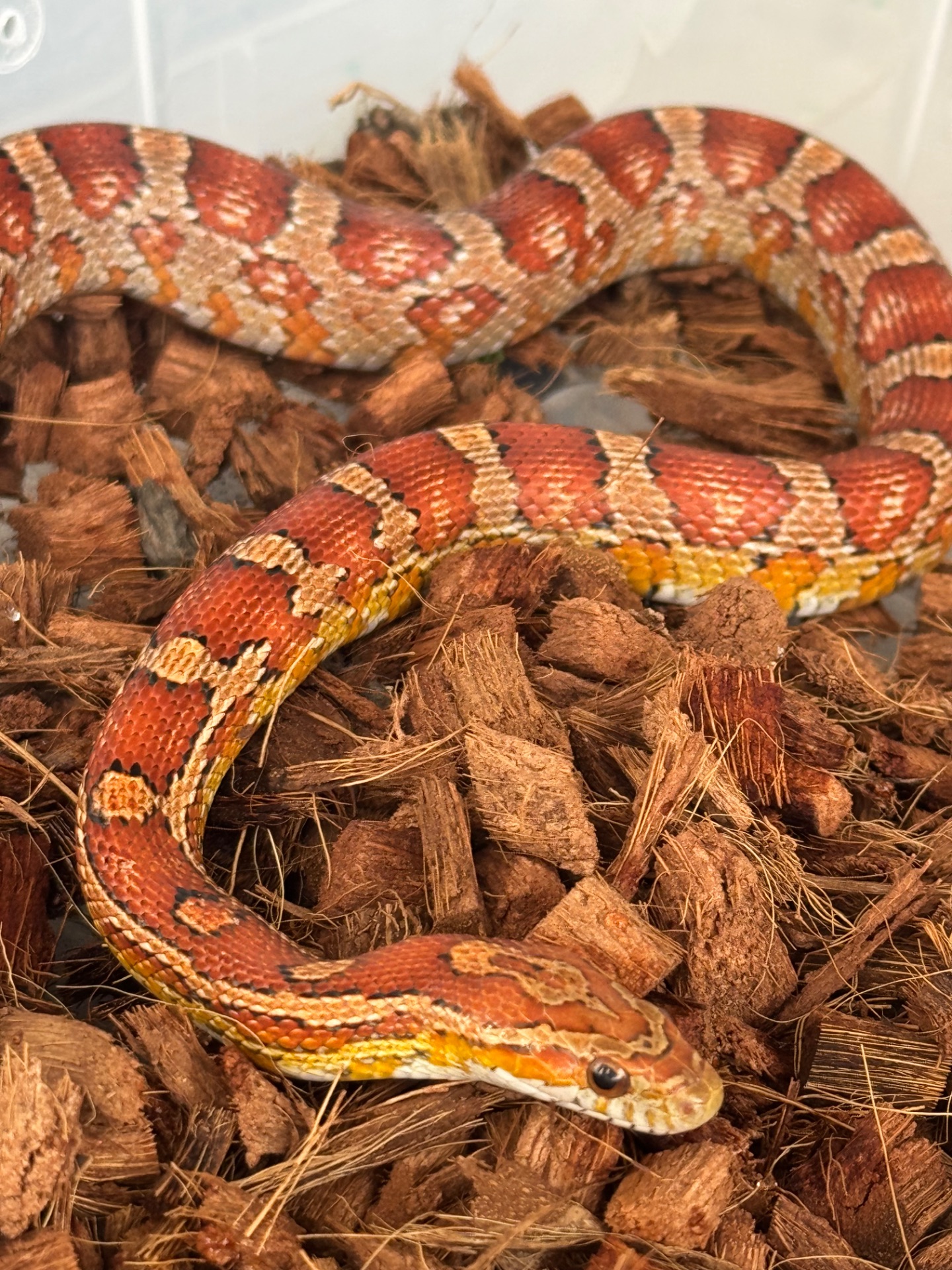 Маисовый полоз