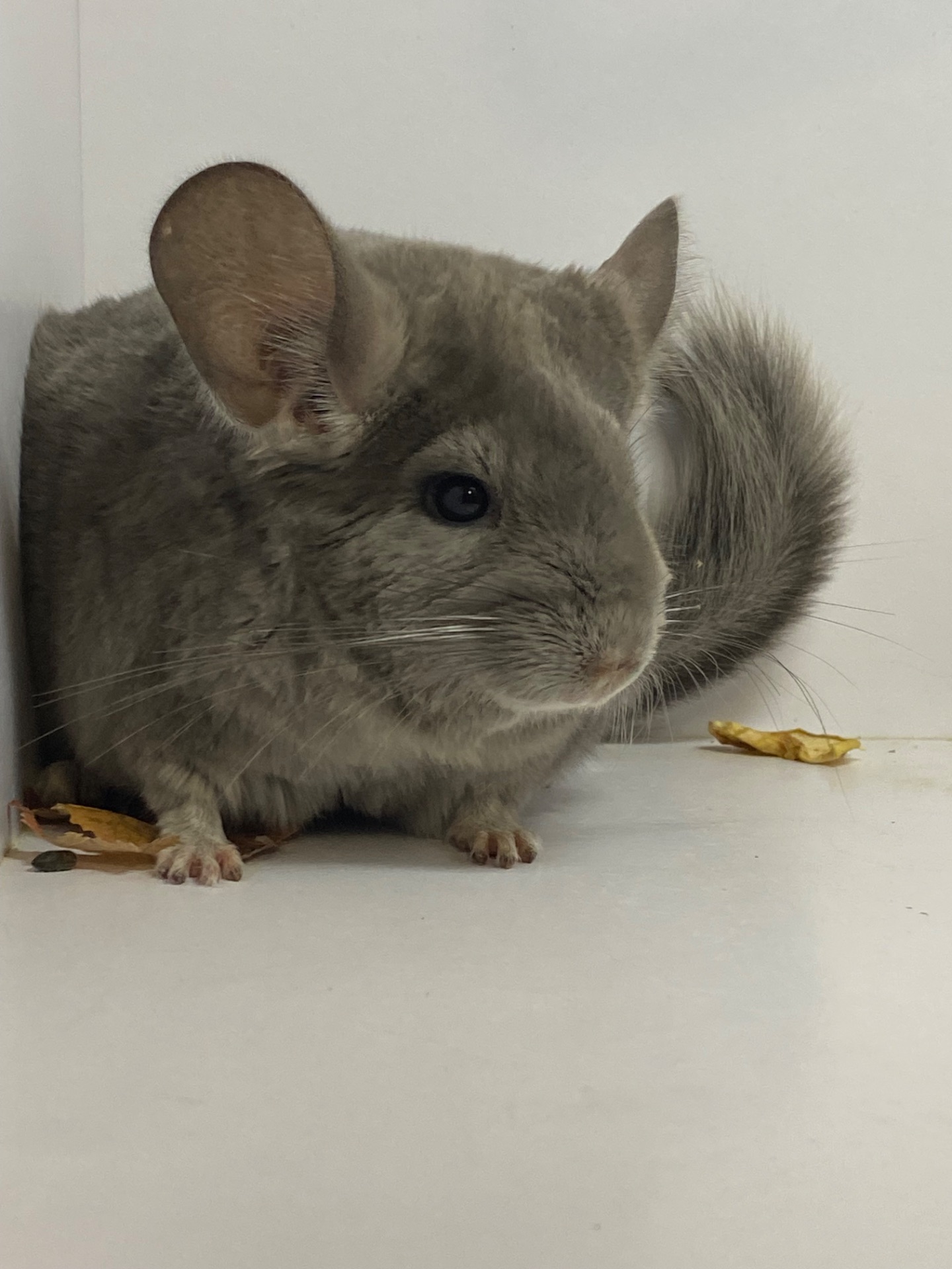 Шиншиллы разных окрасов