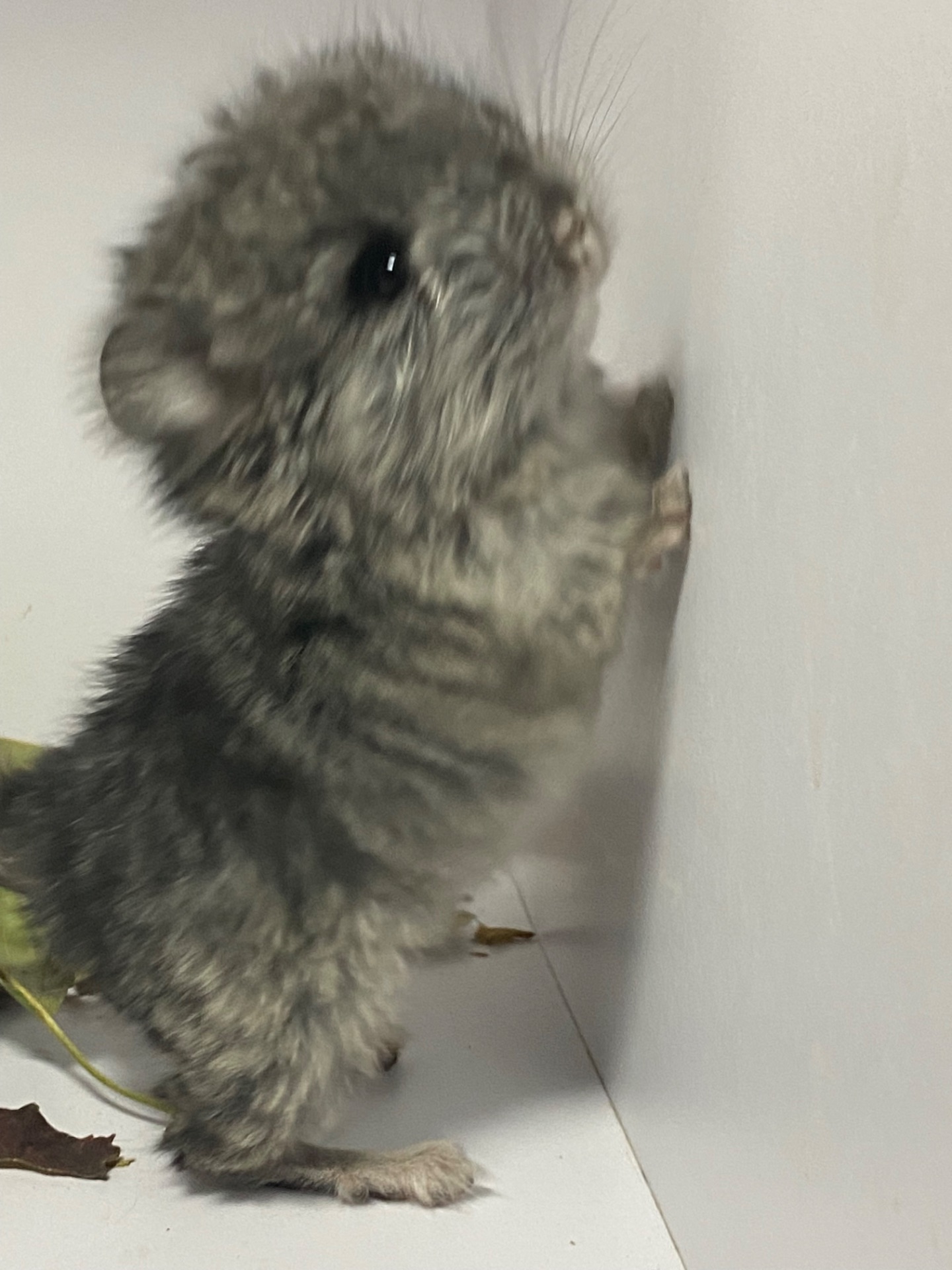 Шиншиллы разных окрасов