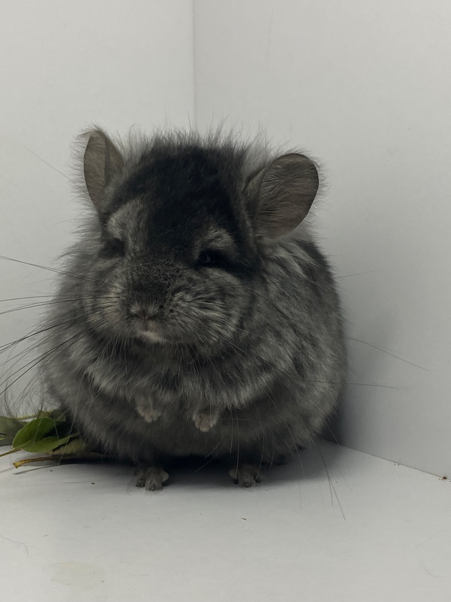 Шиншиллы разных окрасов